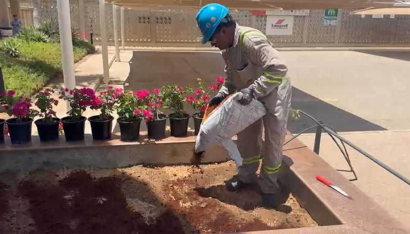 Lamprell-Flower-Planting2