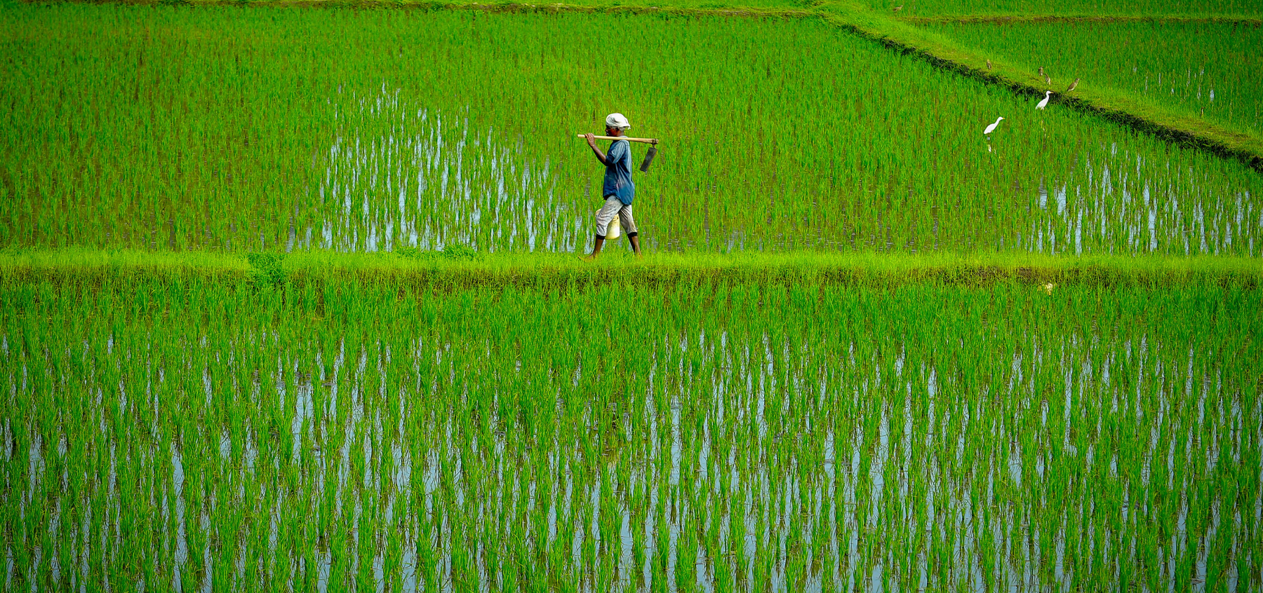 *The rhythm of the rice fields* by Moncy Kalayil Kunjukutty